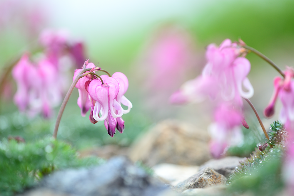 高山の花エリア