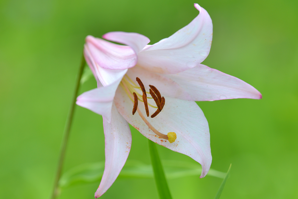 草原の花エリア