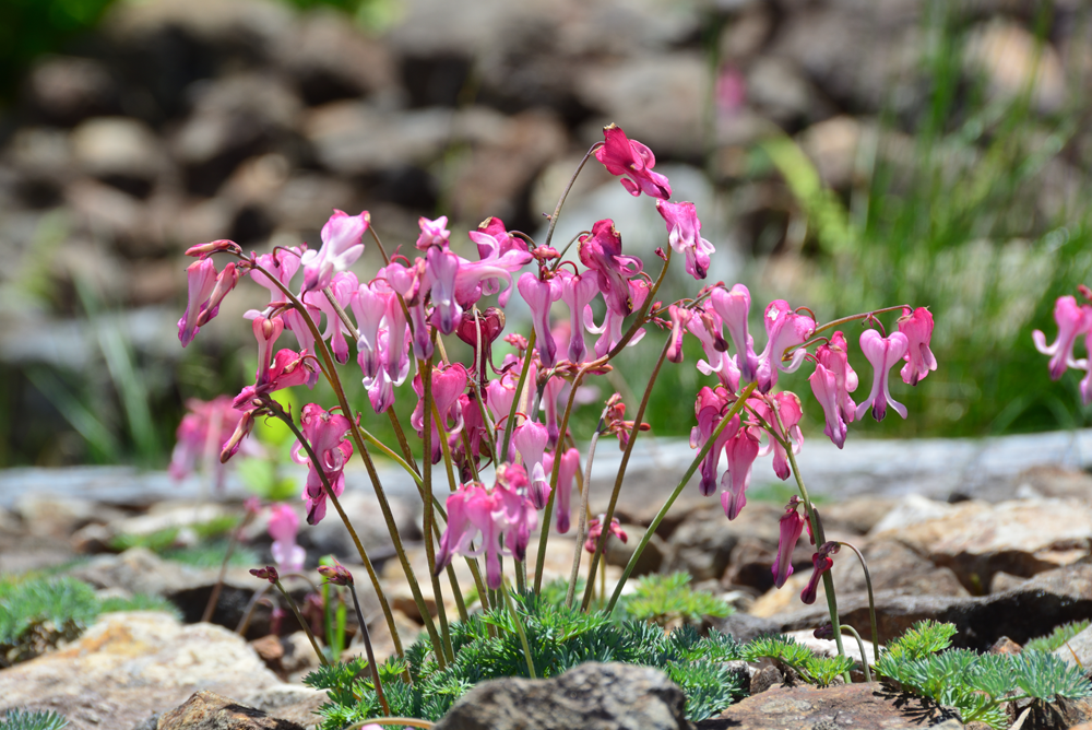 高山の花エリア