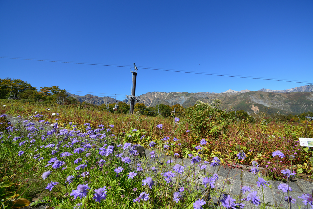 山の花エリア