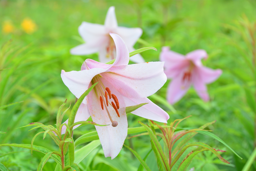 草原の花エリア