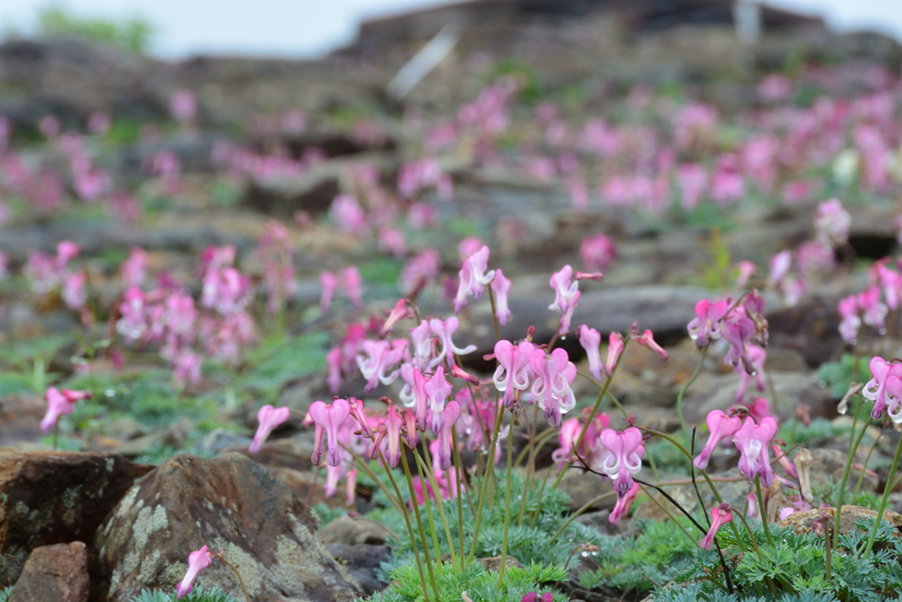 高山の花エリア