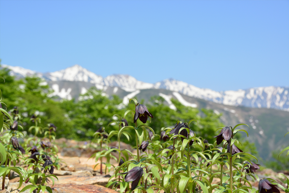 高山の花エリア