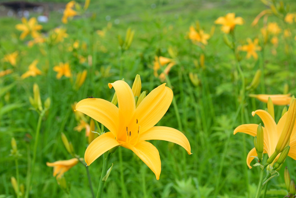 山の花エリア