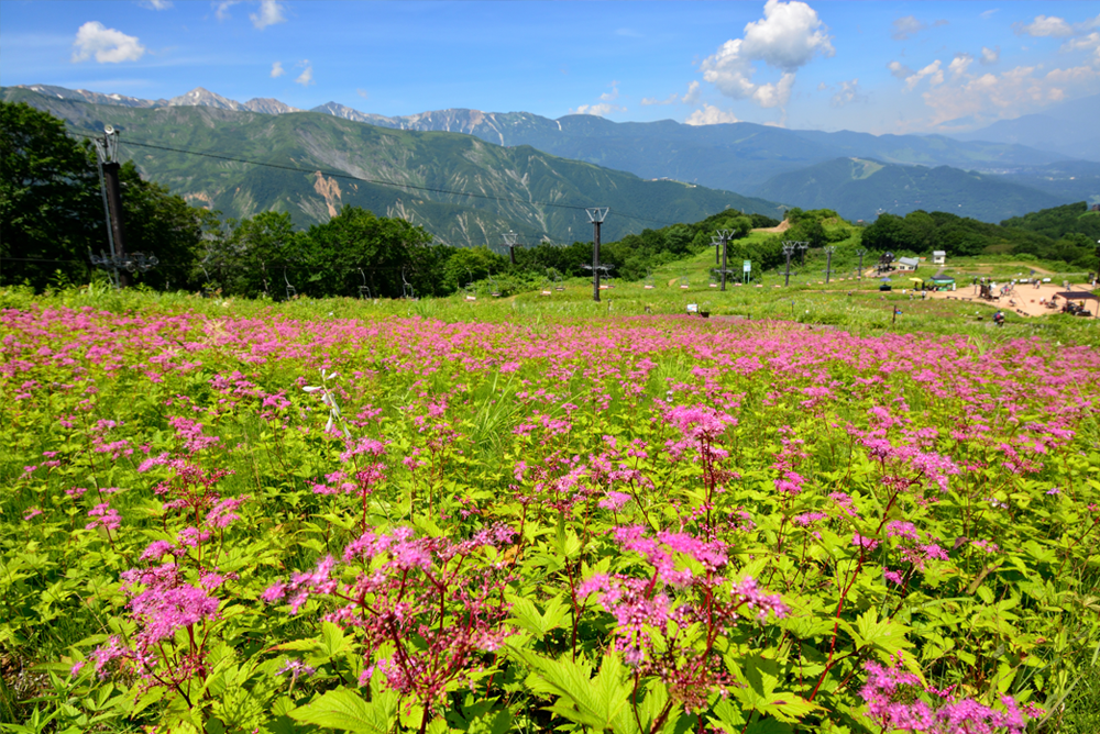 山の花エリア