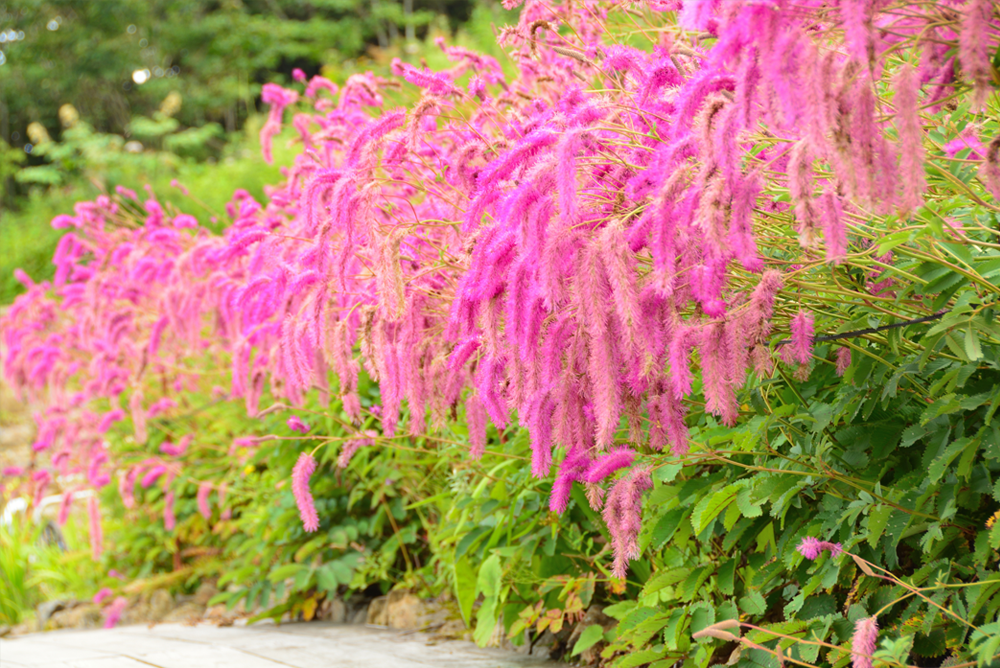 山の花エリア