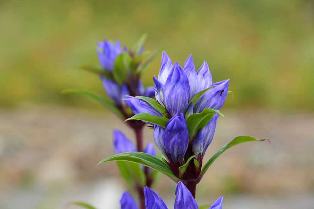 山の花エリア