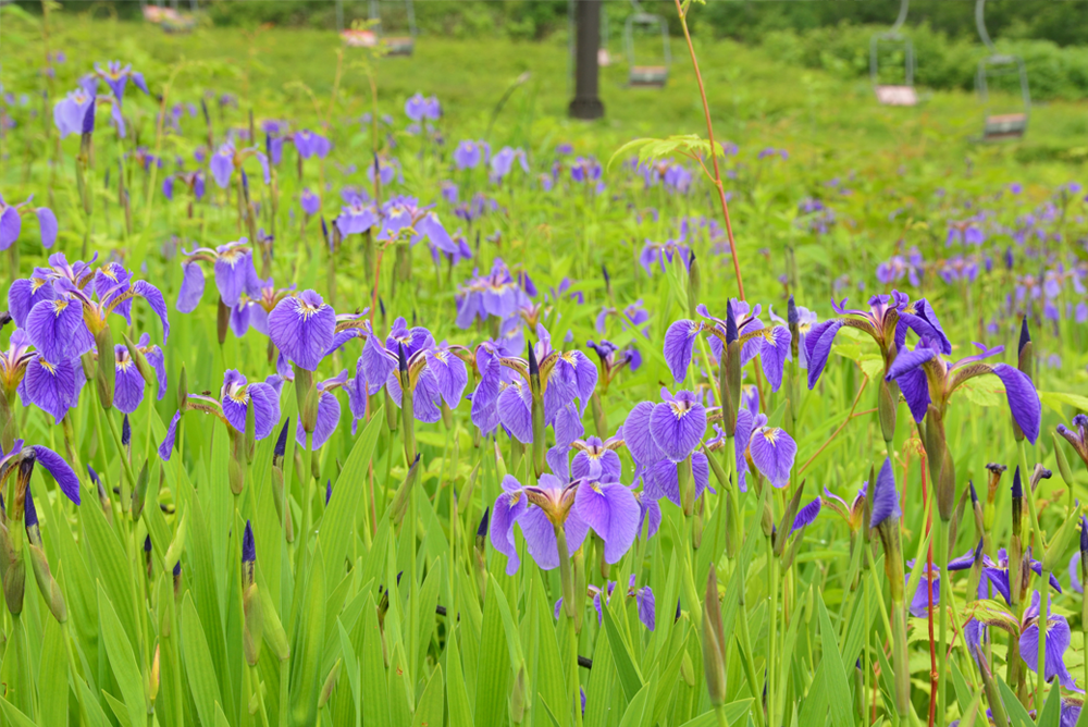 草原の花エリア