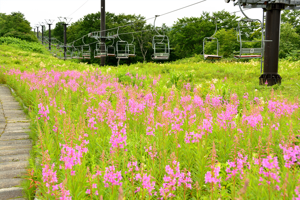 草原の花エリア