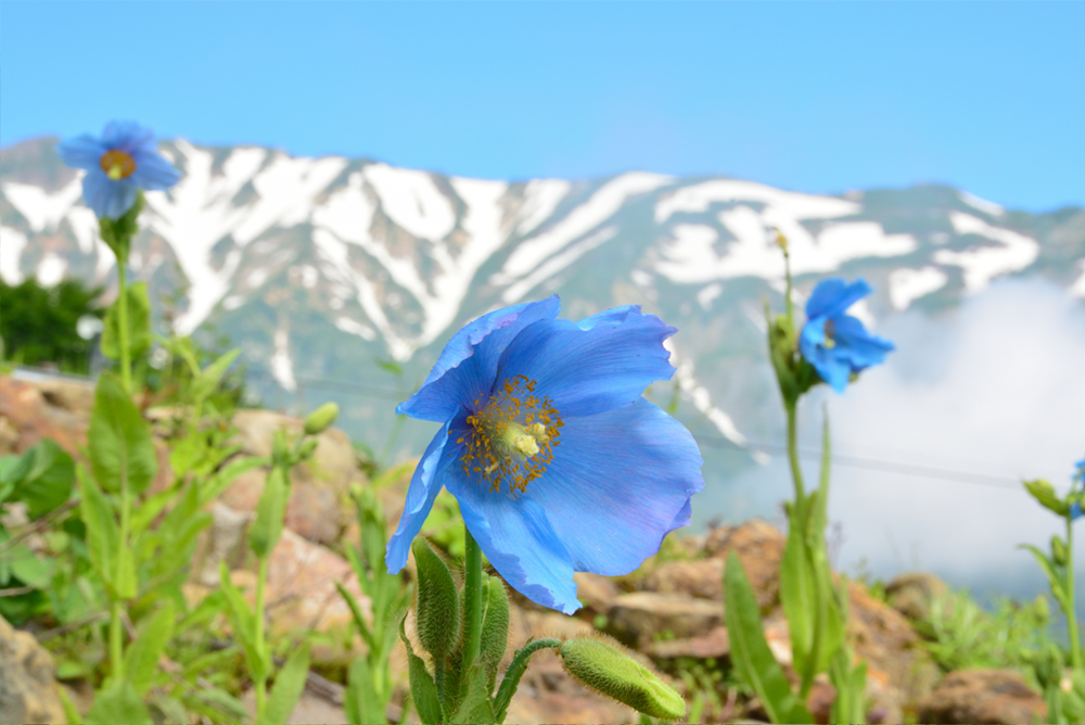 スイスアルプス ヒマラヤエリア 高山植物園 白馬五竜高山植物園