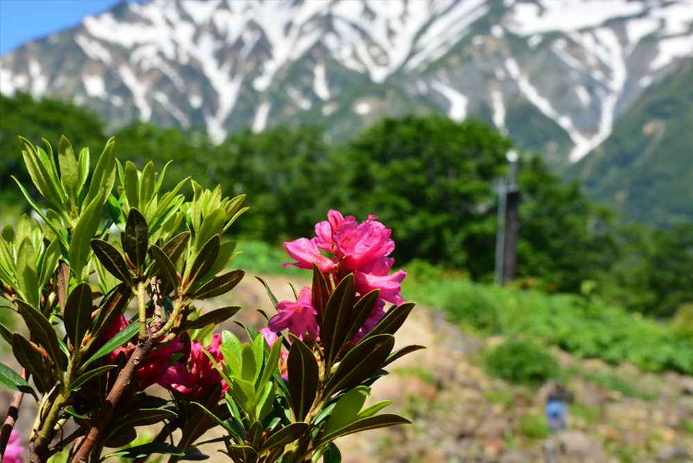 スイスアルプス ヒマラヤエリア 高山植物園 白馬五竜高山植物園