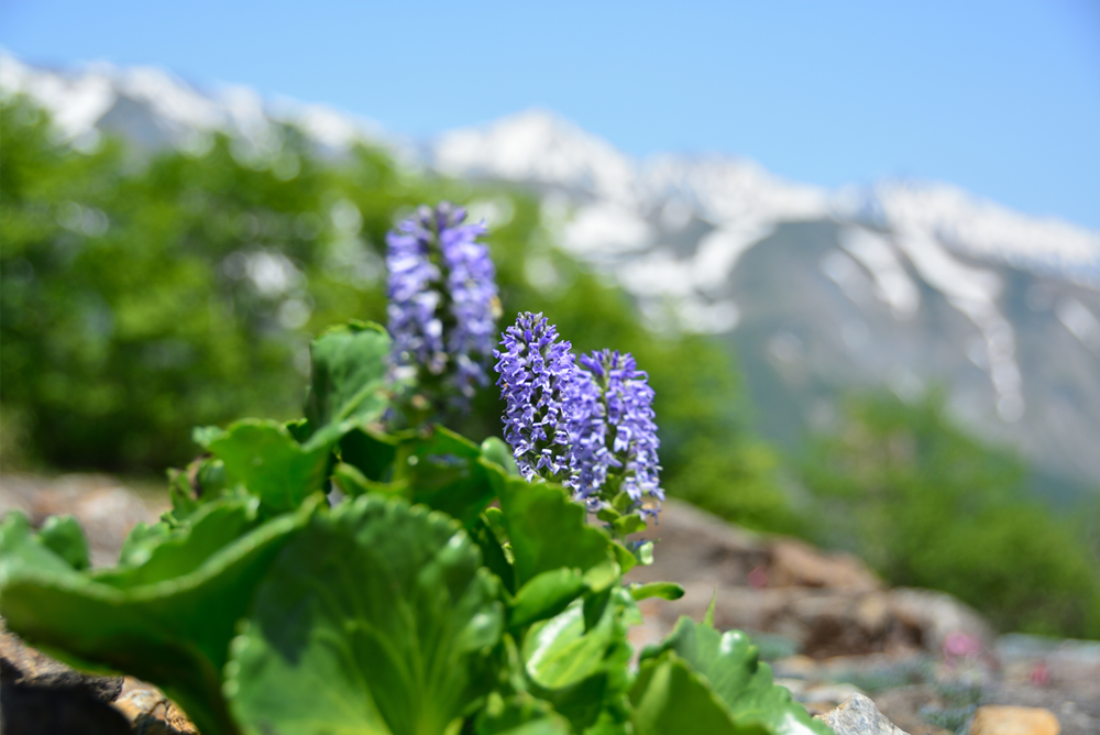 白馬連峰高山植物生態園