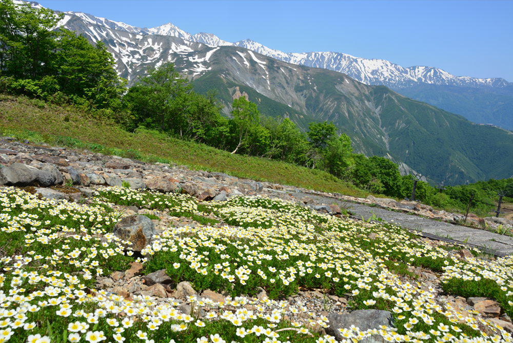 白馬連峰高山植物生態園