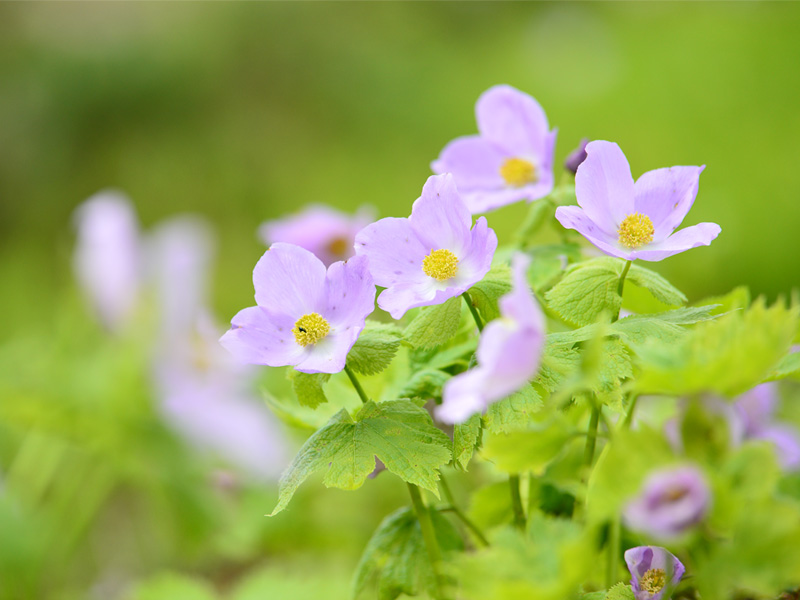 花図鑑 白馬五竜高山植物園