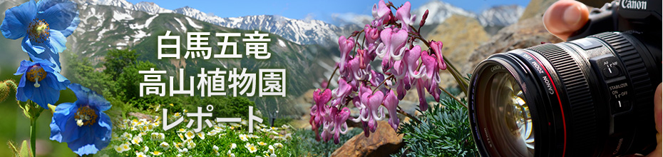 白馬五竜高山植物園レポート