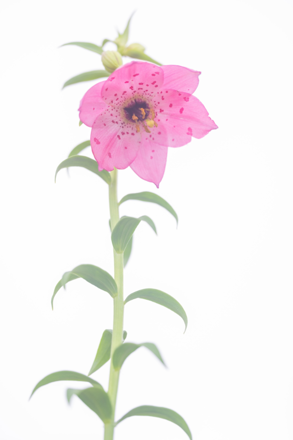 今が見頃の植物たち
