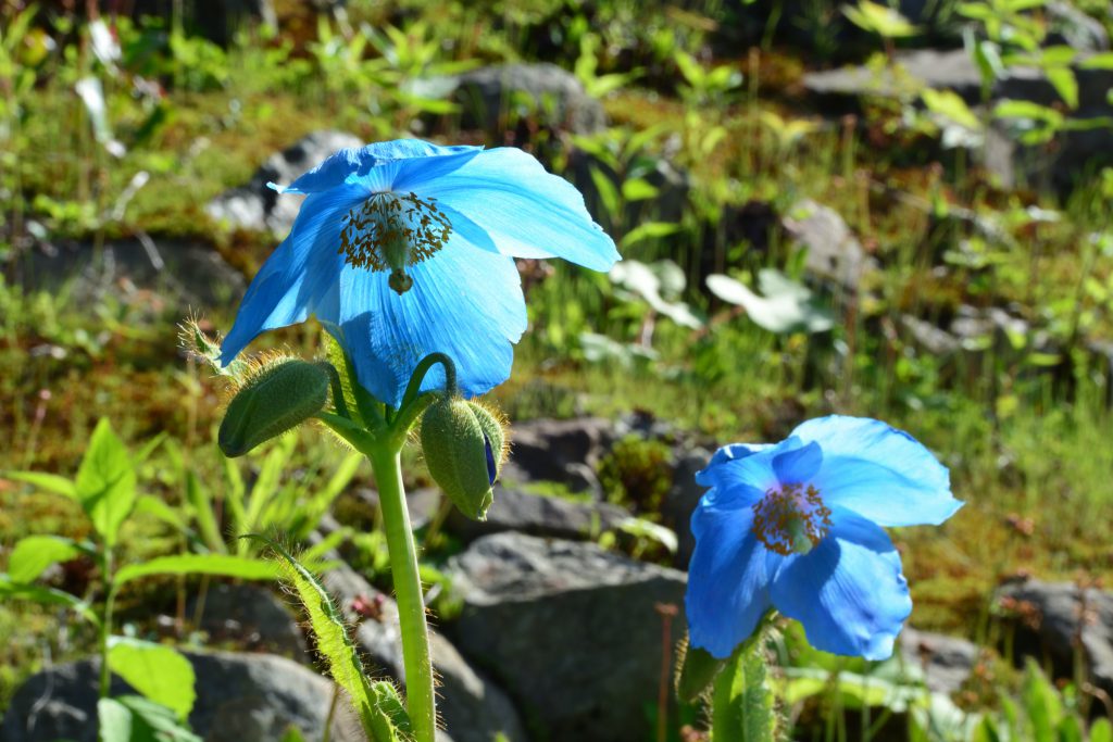 [終了]　MEET BLUE POPPY ～ヒマラヤの青いケシ鑑賞会～  (2018/7/14～16)