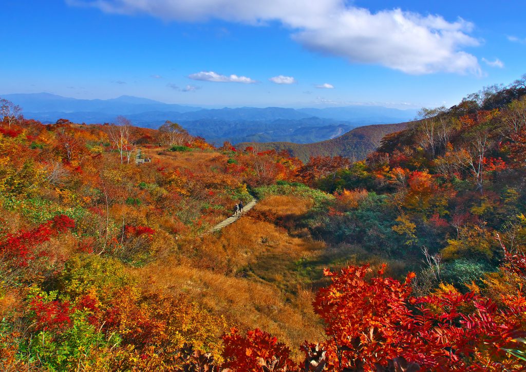 [終了]　学芸員とまわる植物園散策ツアー「紅葉の秘密に迫る」