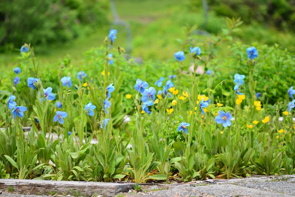 [終了]　MEET BLUE POPPY ～ヒマラヤの青いケシ鑑賞会～  (2019/7/13～15)