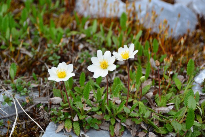 [終了]　6/5・6、12・13「学芸員とまわる雪解け直後の高山植物園ツアー」