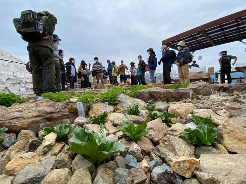 [終了]　学芸員とまわる植物園散策ツアー「ヒマラヤの青いケシとコマクサ大群落をめぐる」