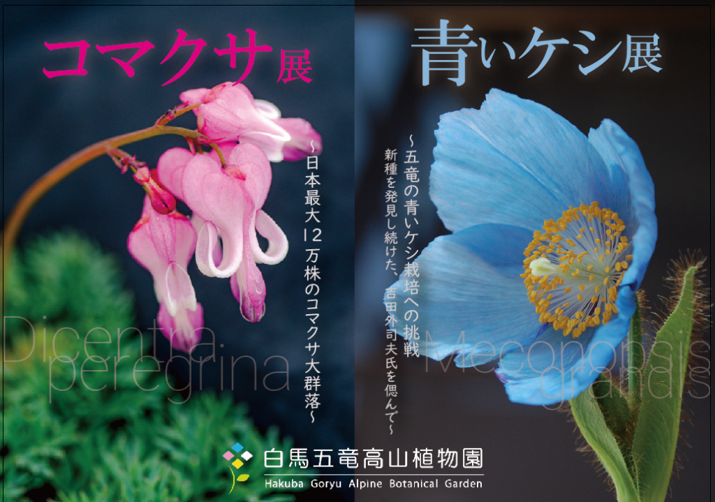 [終了]　青いケシ展＆コマクサ展