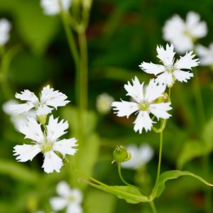 センジュガンピ 花図鑑 五十音順 花図鑑 白馬五竜高山植物園