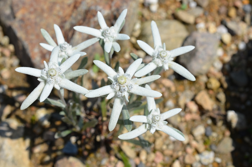 エーデルワイス 花図鑑 五十音順 花図鑑 白馬五竜高山植物園