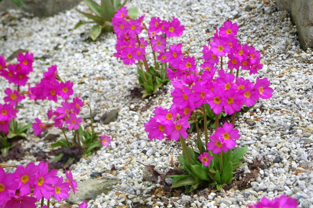 プリムラ ロゼア 花図鑑 五十音順 花図鑑 白馬五竜高山植物園