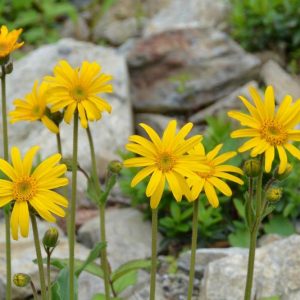 7月下旬 花期ごとの花図鑑 花図鑑 白馬五竜高山植物園