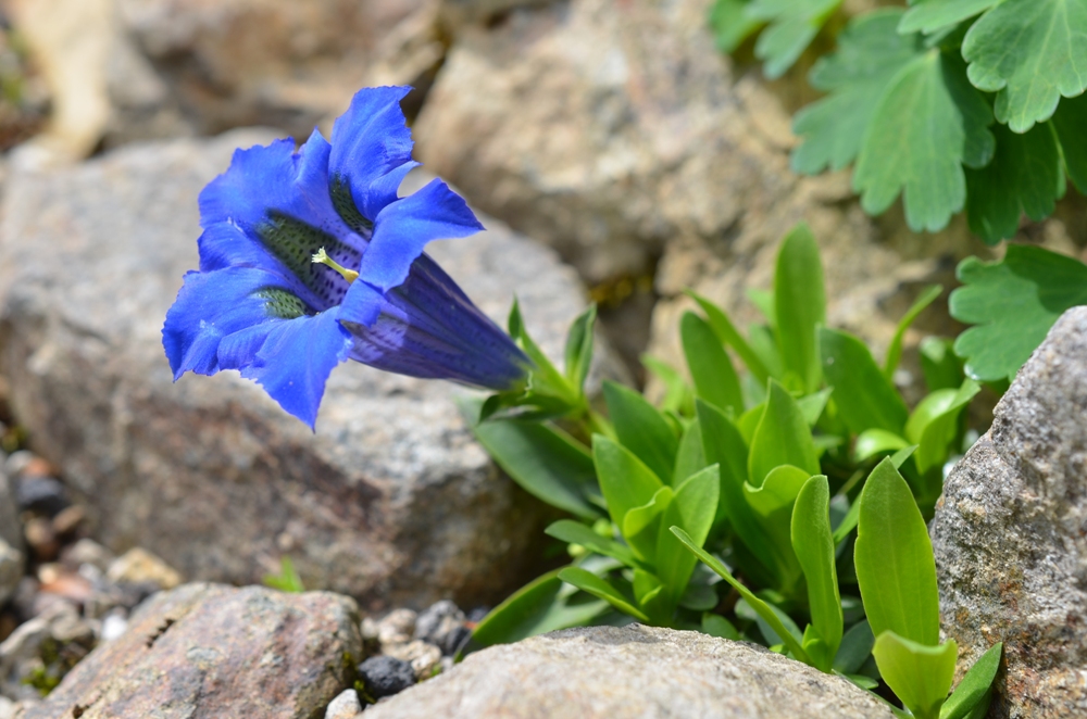 ゲンチアナ ディナリカ 花図鑑 五十音順 花図鑑 白馬五竜高山植物園 ゲンチアナ ディナリカ 花図鑑 五十音順 花図鑑 白馬五竜高山植物園