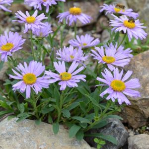 7月下旬 花期ごとの花図鑑 花図鑑 白馬五竜高山植物園