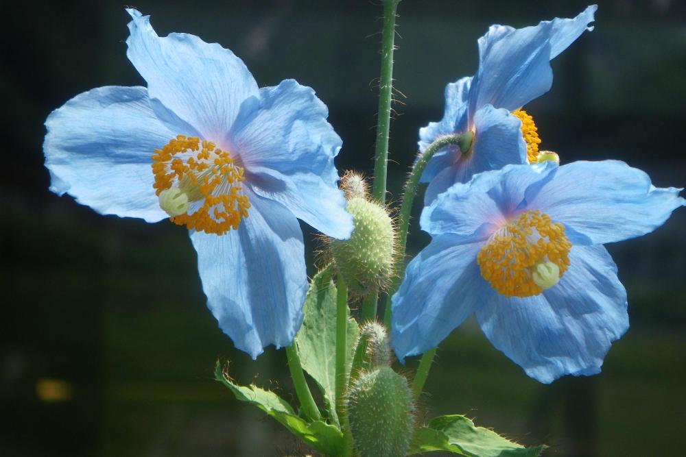 メコノプシス ベトニキフォリア 花図鑑 五十音順 花図鑑 白馬五竜高山植物園