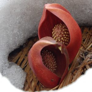 ザゼンソウ 花図鑑 五十音順 花図鑑 白馬五竜高山植物園