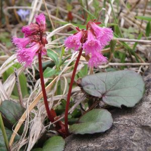 コイワカガミ 花図鑑 五十音順 花図鑑 白馬五竜高山植物園