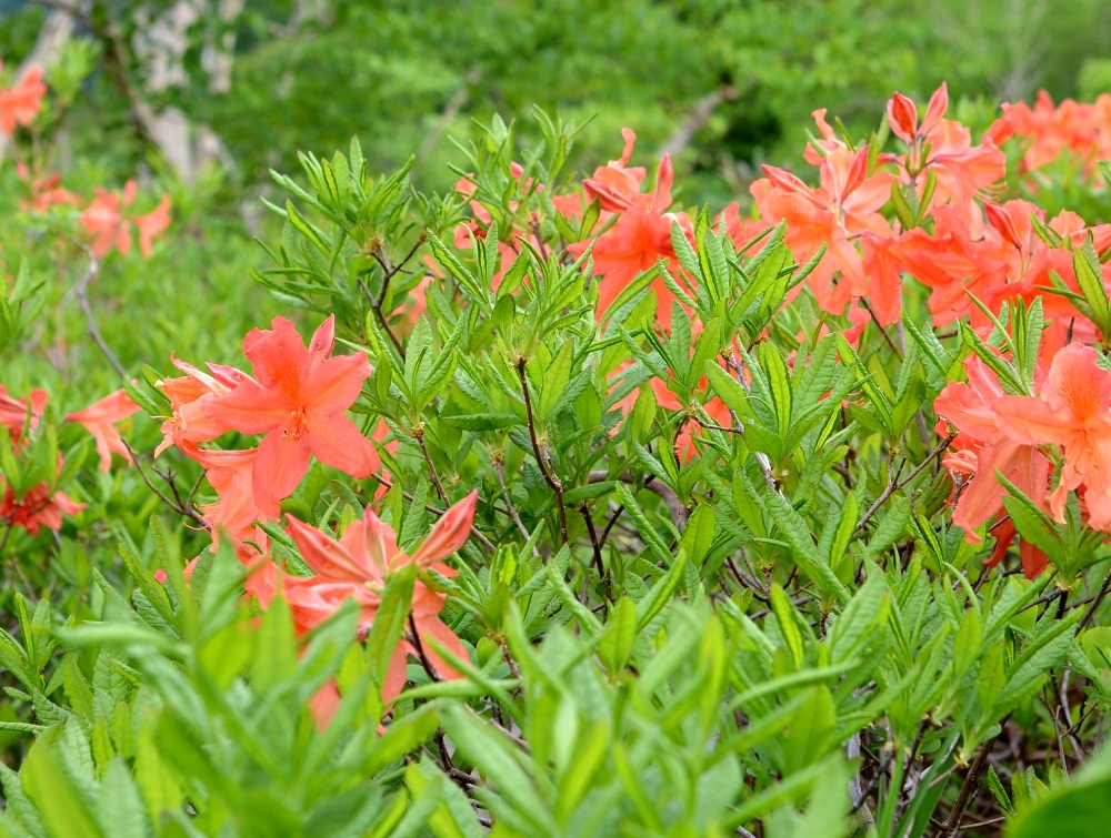 レンゲツツジ 花図鑑 五十音順 花図鑑 白馬五竜高山植物園