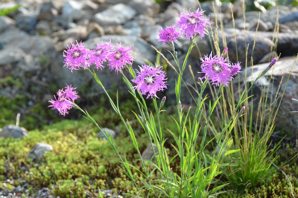 タカネナデシコ 花図鑑 五十音順 花図鑑 白馬五竜高山植物園