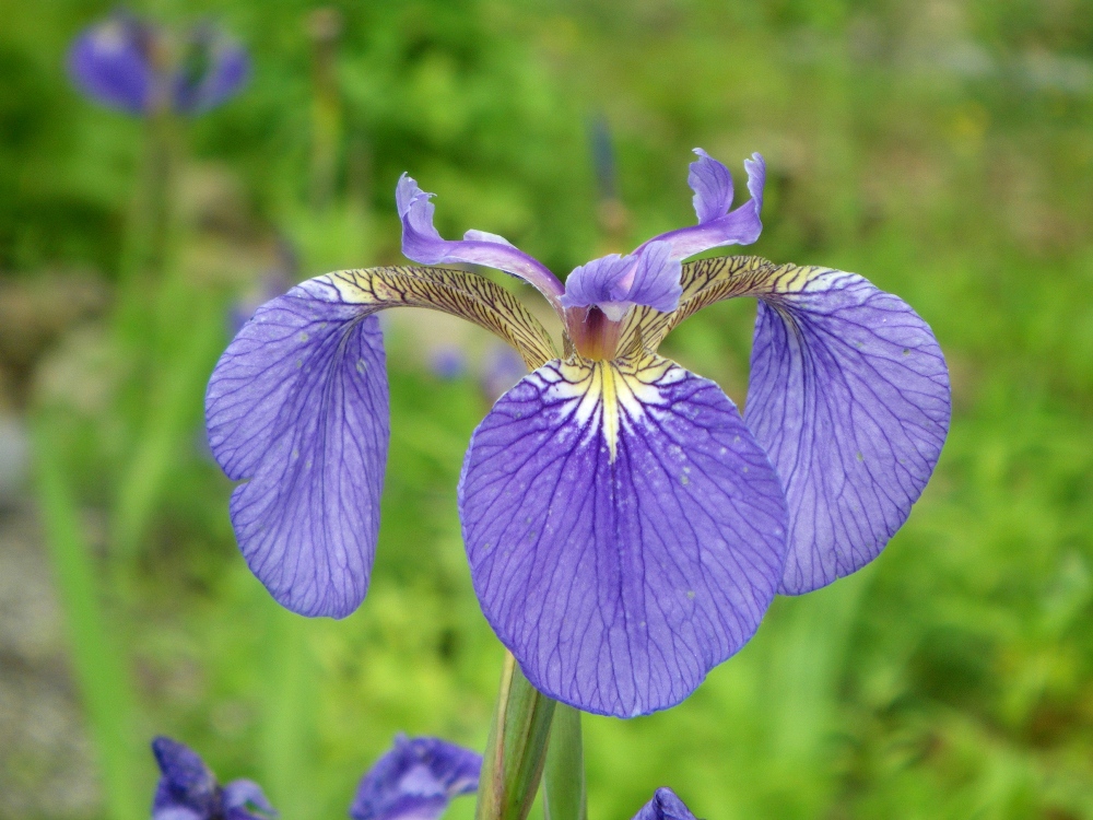 ヒオウギアヤメ 花図鑑 五十音順 花図鑑 白馬五竜高山植物園