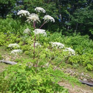 シシウド | 花図鑑 五十音順 | 花図鑑 | 白馬五竜高山植物園