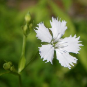 センジュガンピ 花図鑑 五十音順 花図鑑 白馬五竜高山植物園