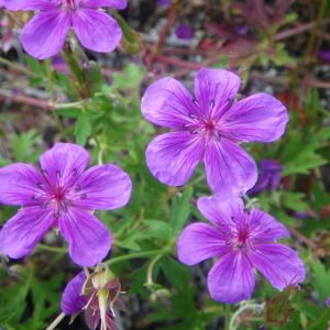 8月下旬 花期ごとの花図鑑 花図鑑 白馬五竜高山植物園