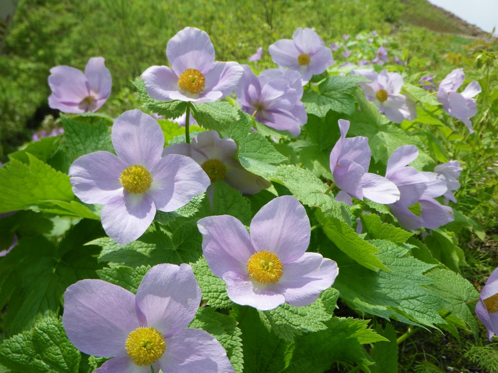 花植物図鑑 Karin Ridgers