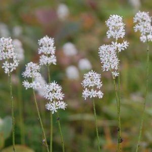 8月下旬 花期ごとの花図鑑 花図鑑 白馬五竜高山植物園