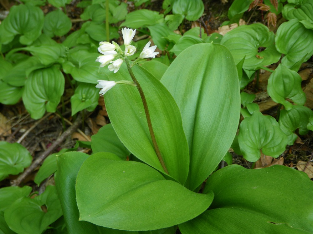 ツバメオモト 花図鑑 五十音順 花図鑑 白馬五竜高山植物園