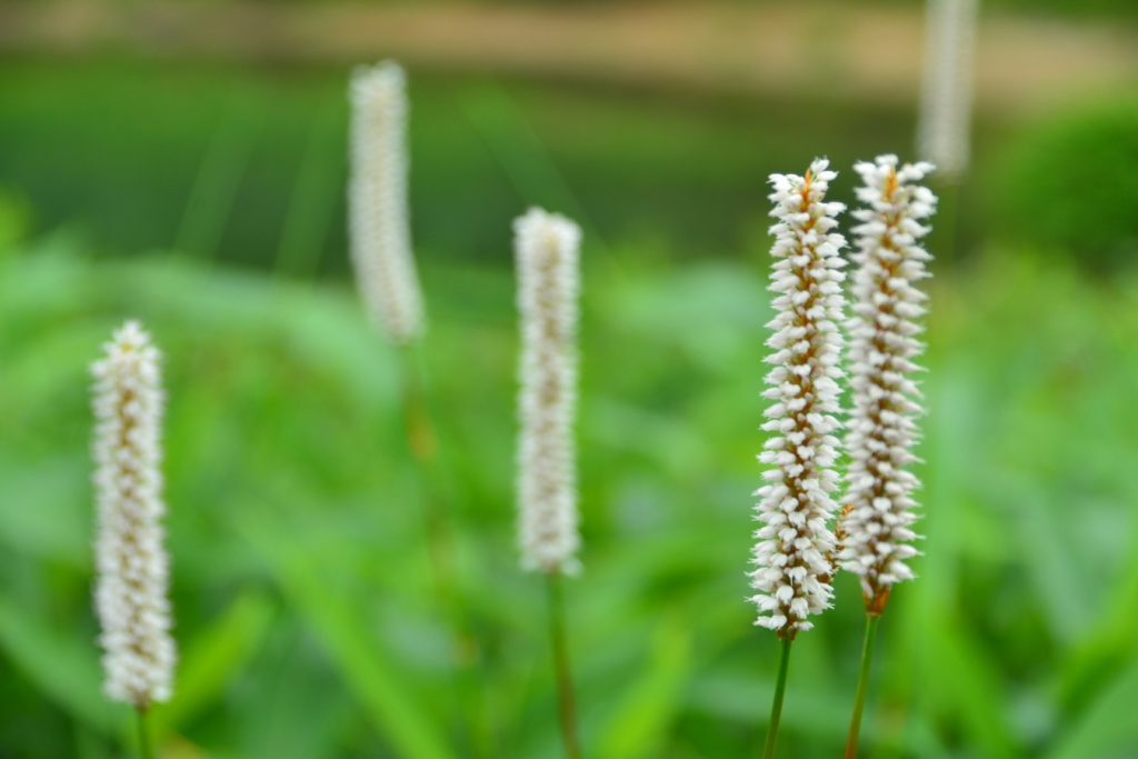 イブキトラノオ 花図鑑 五十音順 花図鑑 白馬五竜高山植物園