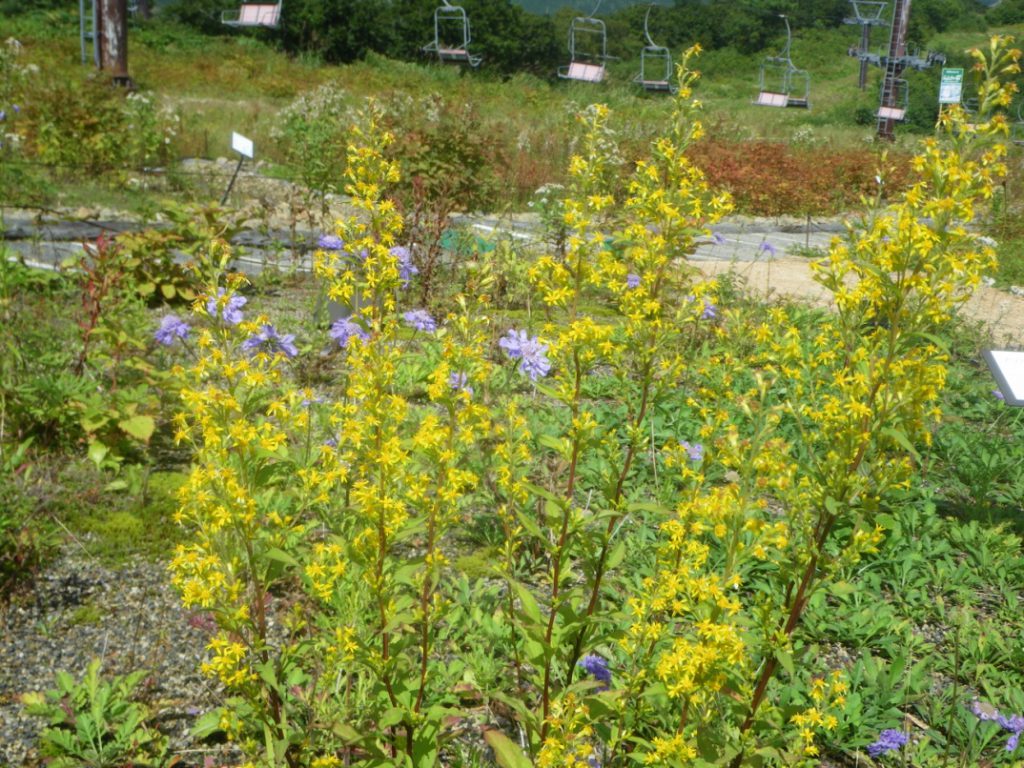 アキノキリンソウ 花図鑑 五十音順 花図鑑 白馬五竜高山植物園