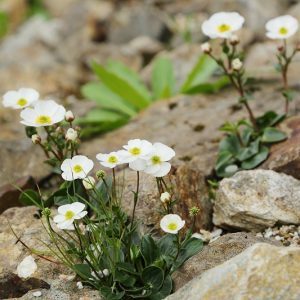 花 あいうえお 順