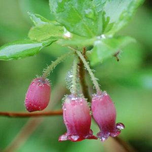 ウラジロヨウラク 花図鑑 五十音順 花図鑑 白馬五竜高山植物園