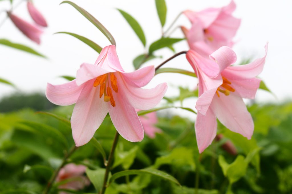 オトメユリ 花図鑑 五十音順 花図鑑 白馬五竜高山植物園