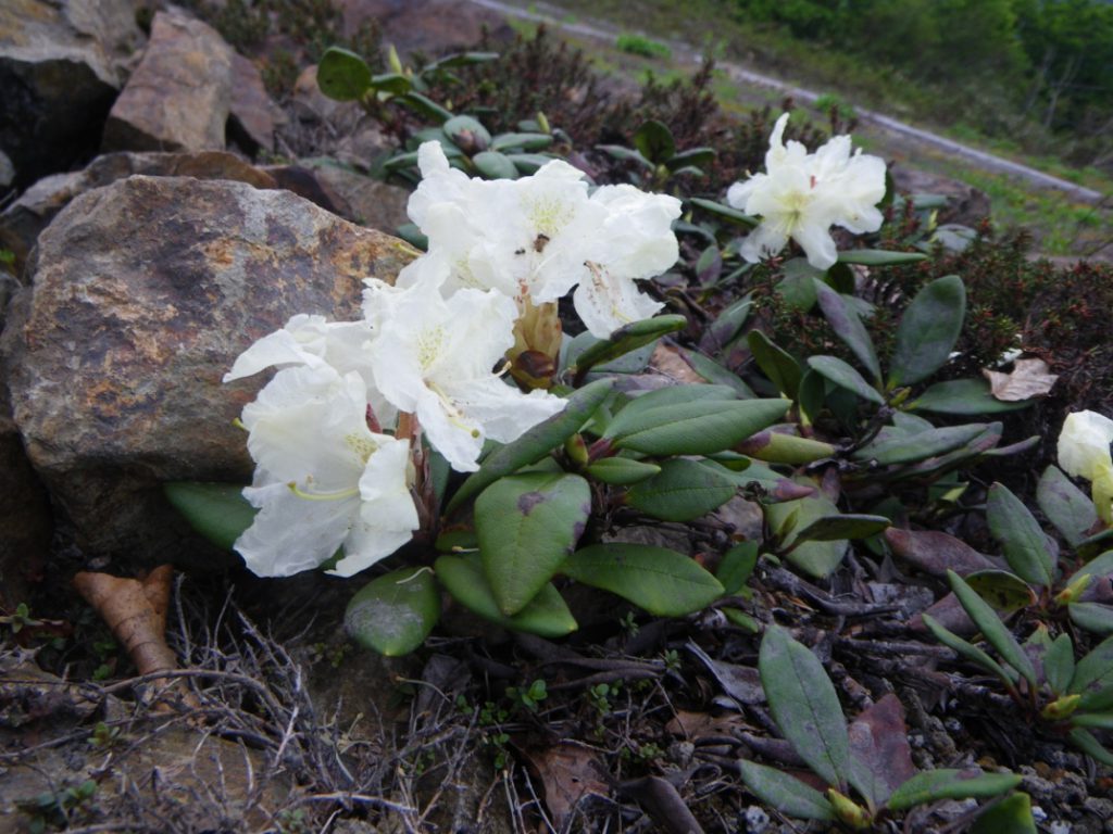 キバナシャクナゲ 花図鑑 五十音順 花図鑑 白馬五竜高山植物園